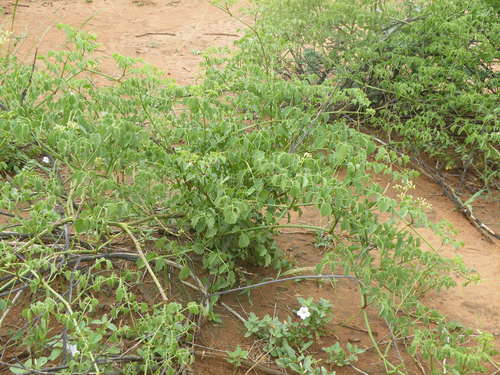 Cyphostemma sulcatum