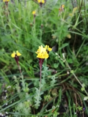 Linaria amethystea multipunctata