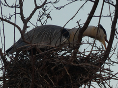 Ardea cinerea