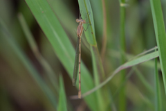 Lestes pallidus
