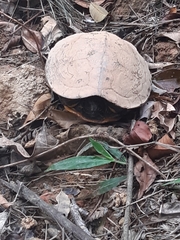 Trachemys venusta
