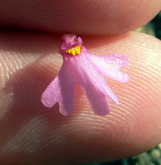Utricularia multifida