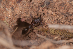 Odontomachus assiniensis