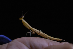 Episcopomantis chalybea