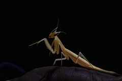 Episcopomantis chalybea