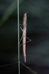 Episcopomantis chalybea
