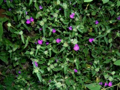 Dicliptera arnhemica