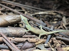 Anolis occultus