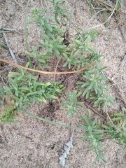 Stevia satureiifolia