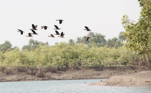 White-faced Whistling-Duck