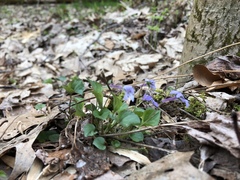 Viola rostrata