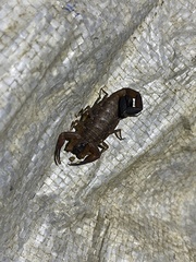 Tityus obtusus