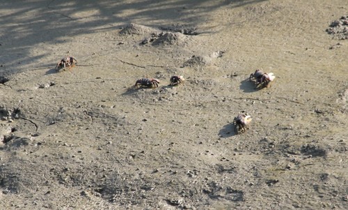 West African Fiddler Crab