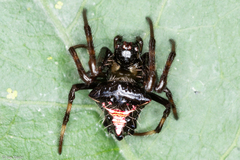 Verrucosa scapofracta