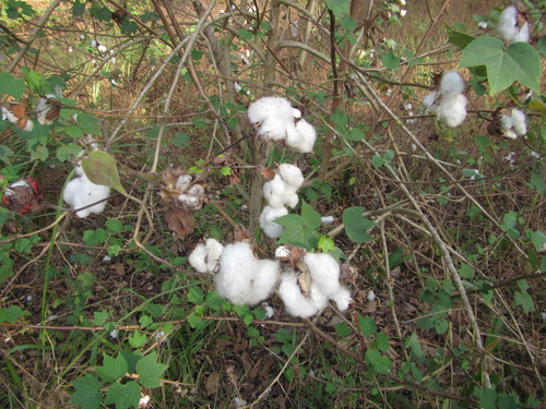 Levant Cotton