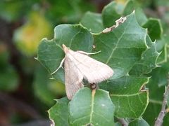 Hypsopygia incarnatalis