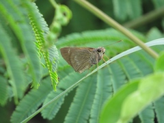 Penicula bryanti
