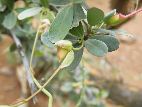 Grey-leaved wormbush (Cadaba termitaria)