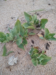 Asclepias × aequicornu