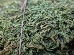 Leptoscyphus amphibolius