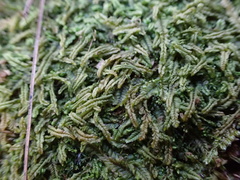 Leptoscyphus amphibolius