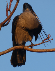 Corvus cornix