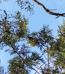 Trichoglossus chlorolepidotus