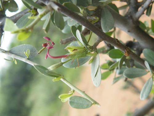 Image of Cadaba termitaria by (c) Antoinette Eyssell Knox, some rights reserved (CC BY-SA)