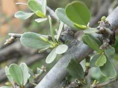 Cadaba termitaria