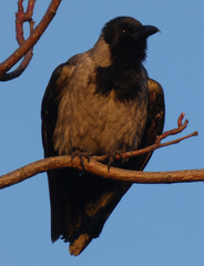 Corvus cornix