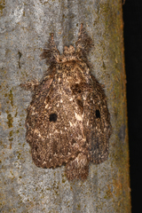 Euglyphis amathuria