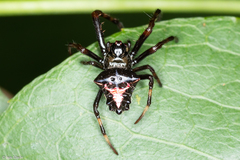 Verrucosa scapofracta