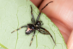 Verrucosa scapofracta