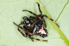 Verrucosa scapofracta