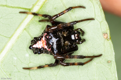 Verrucosa scapofracta