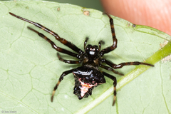 Verrucosa scapofracta