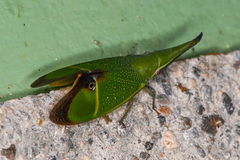 Odontoptera carrenoi