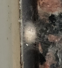 Araneae