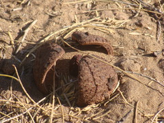 Prosopanche americana