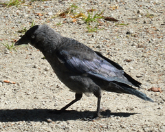 Corvus monedula