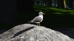 Larus fuscus