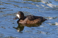 Aythya fuligula