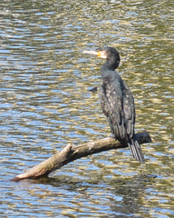 Phalacrocorax carbo