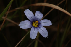 Sisyrinchium biforme