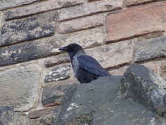 Corvus cornix × corone