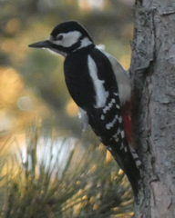 Dendrocopos major