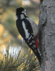 Dendrocopos major
