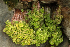 Saxifraga bracteata
