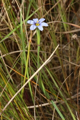 Sisyrinchium biforme