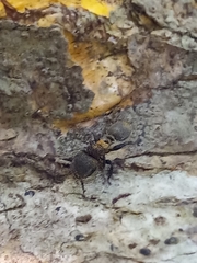 Cephalotes auricomus